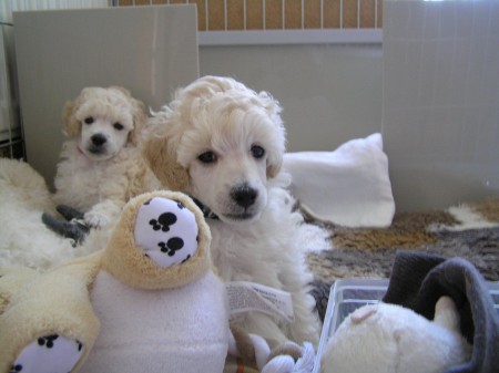 39. den BECRUX, vzadu BOOTES s vyholenými čumáčky